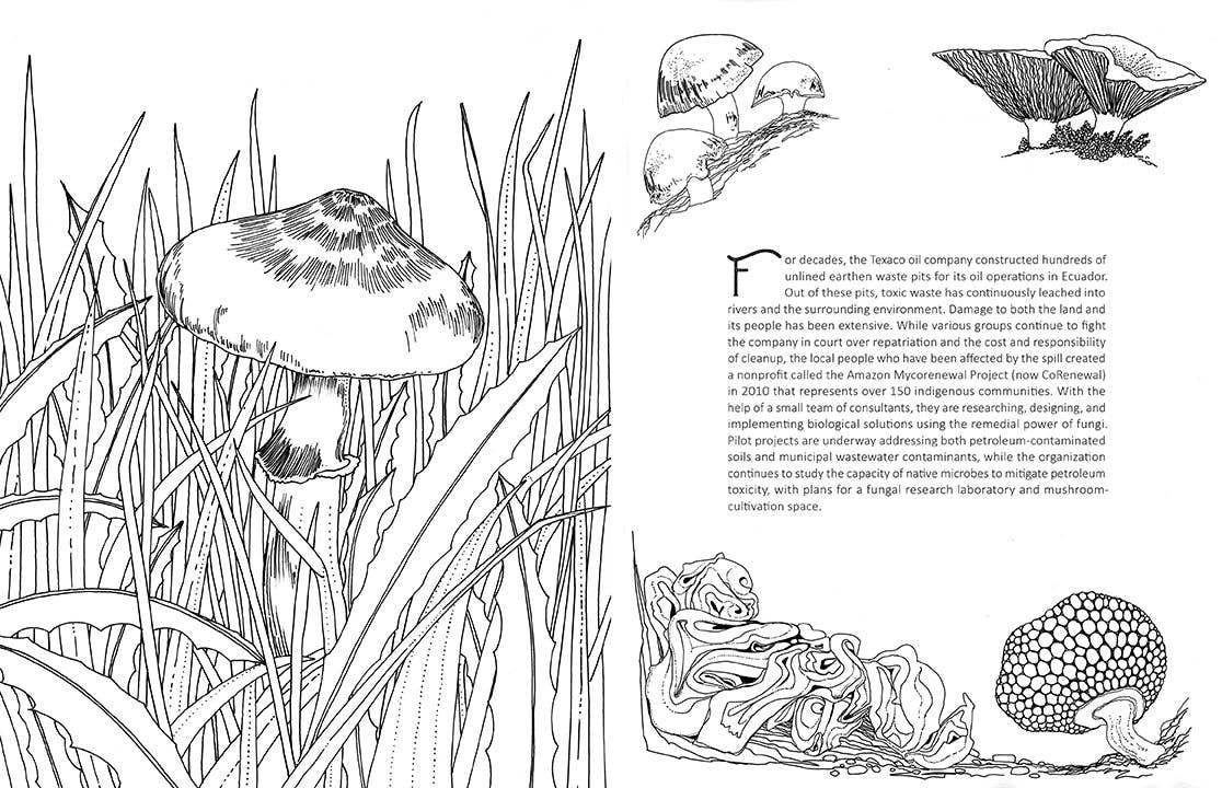 Insight Editions - Fantastic Fungi: The Coloring Book