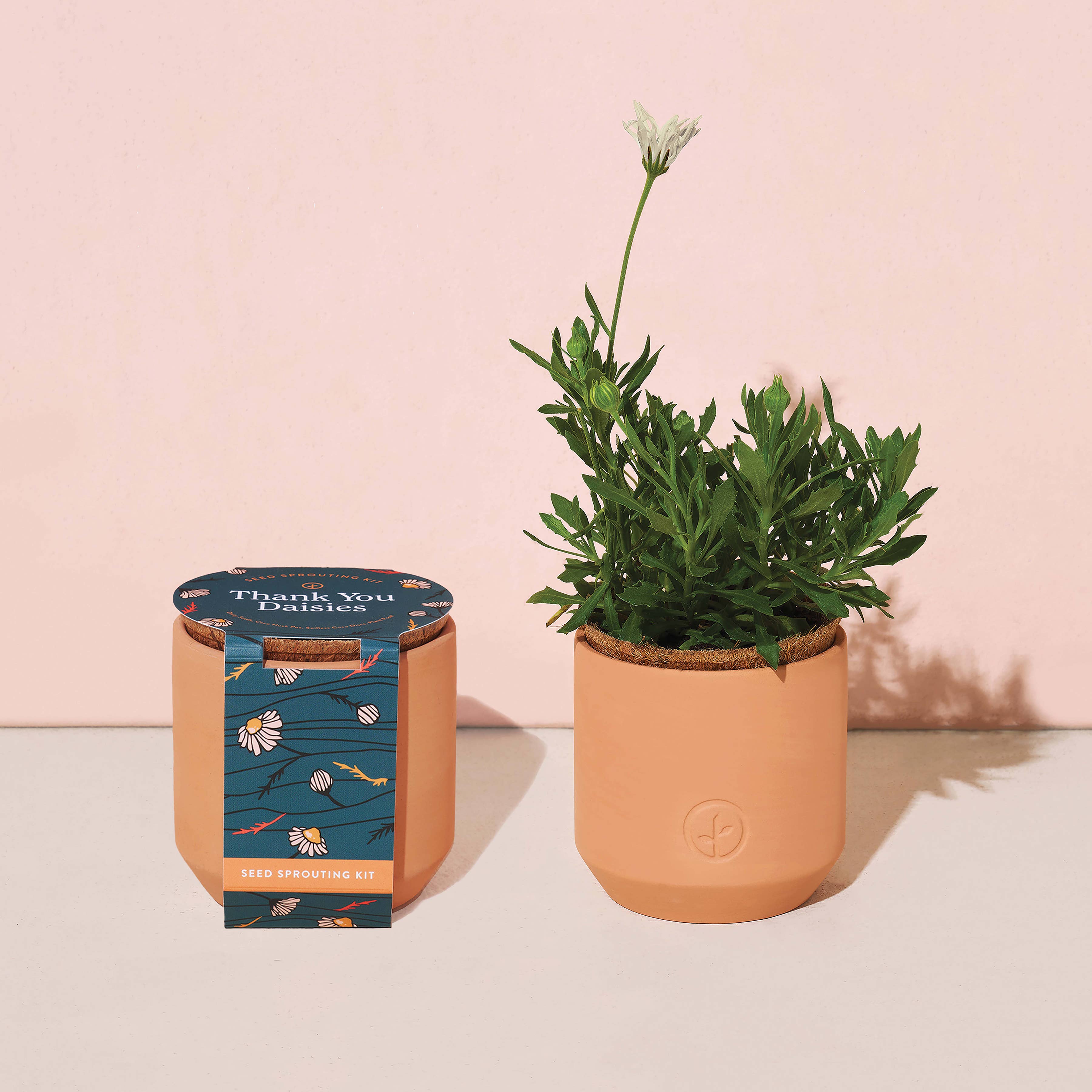 Modern Sprout - Tiny Terracotta Grow Kits - 0