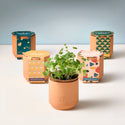 Modern Sprout - Tiny Terracotta Grow Kits