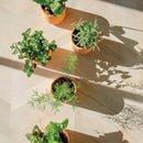 Modern Sprout - Tiny Terracotta Grow Kits-8