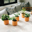 Modern Sprout - Tiny Terracotta Grow Kits-9