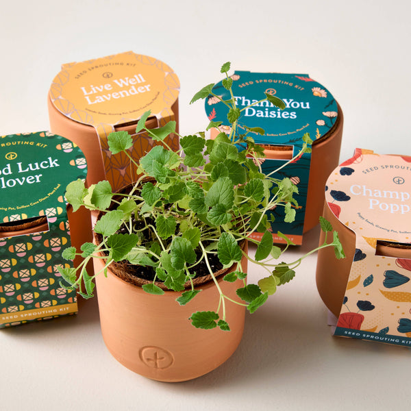 Modern Sprout - Tiny Terracotta Grow Kits