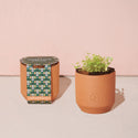 Modern Sprout - Tiny Terracotta Grow Kits