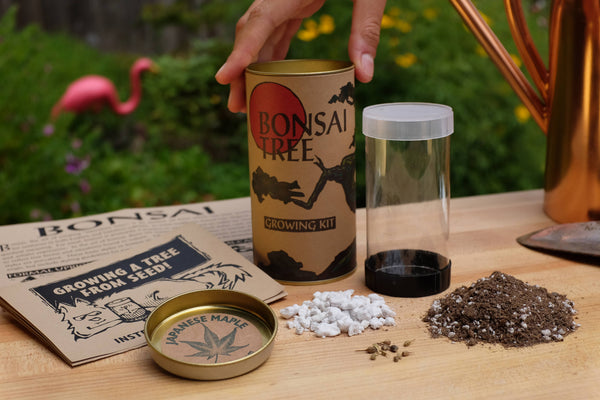 The Jonsteen Company - Bonsai Tree | Seed Grow Kit: Chinese Juniper