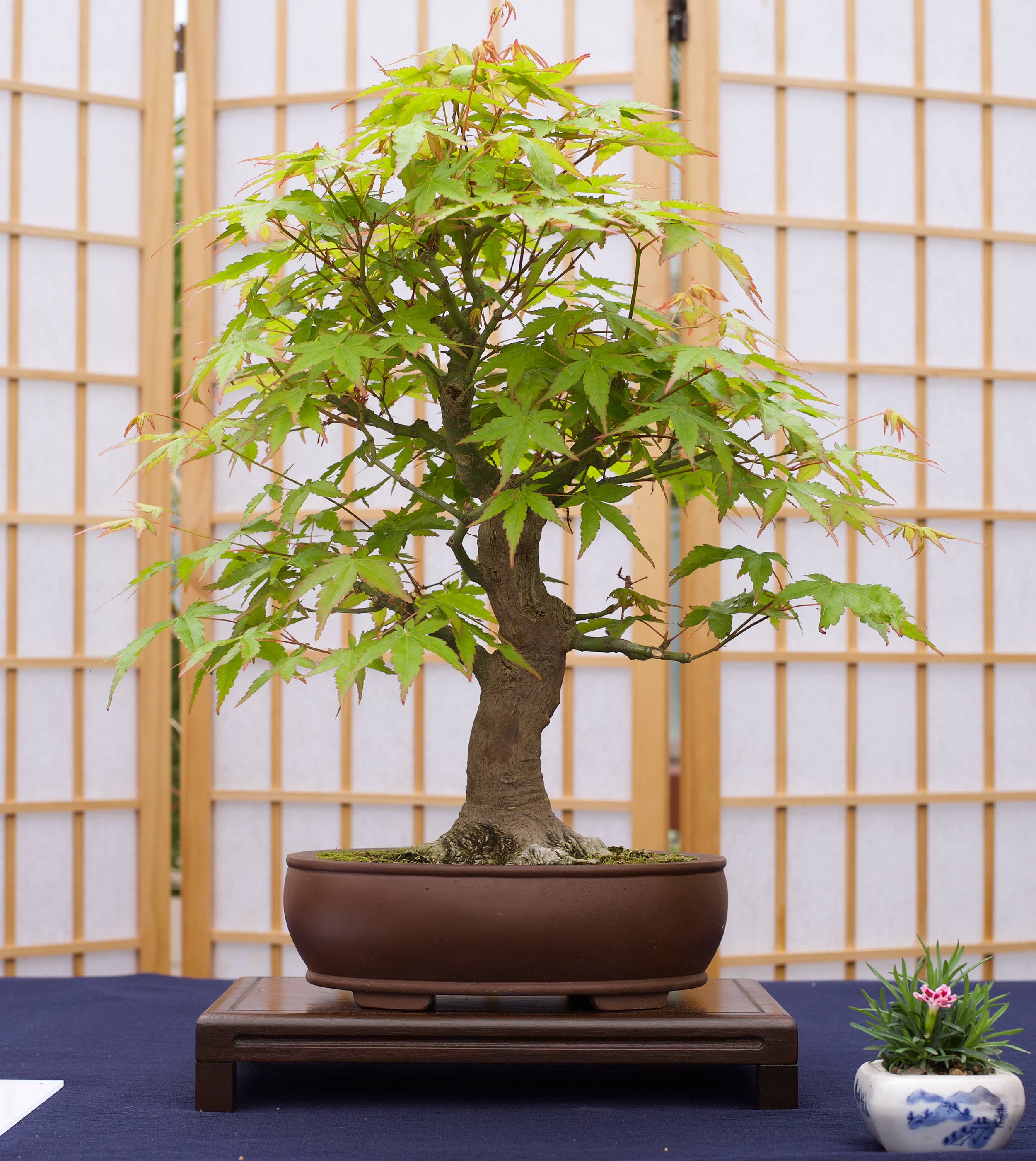 bonsai tree store Grow Your Own Bonsai Tree Kit Chinese Juniper