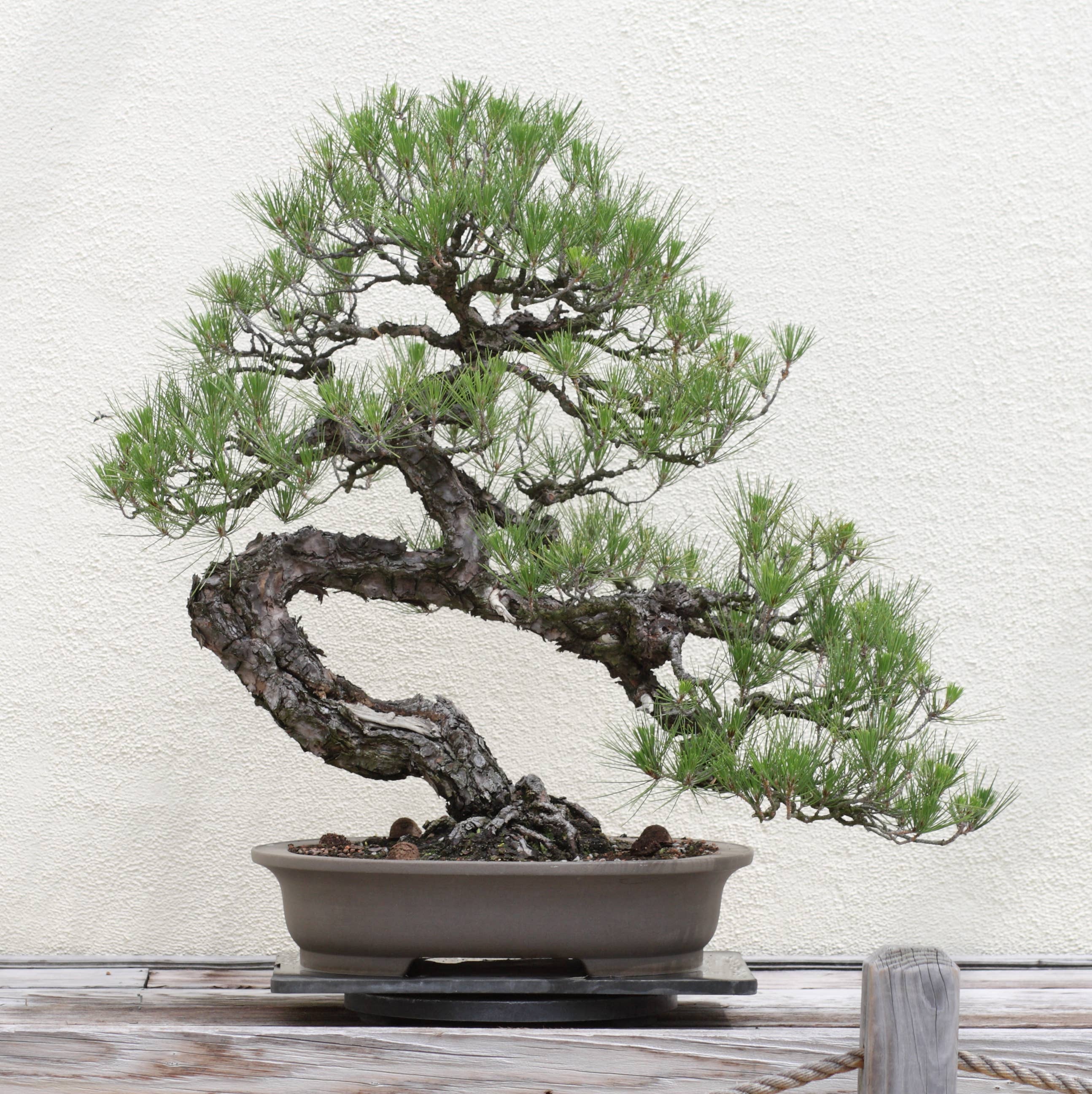 The Jonsteen Company - Bonsai Tree | Seed Grow Kit: Chinese Juniper