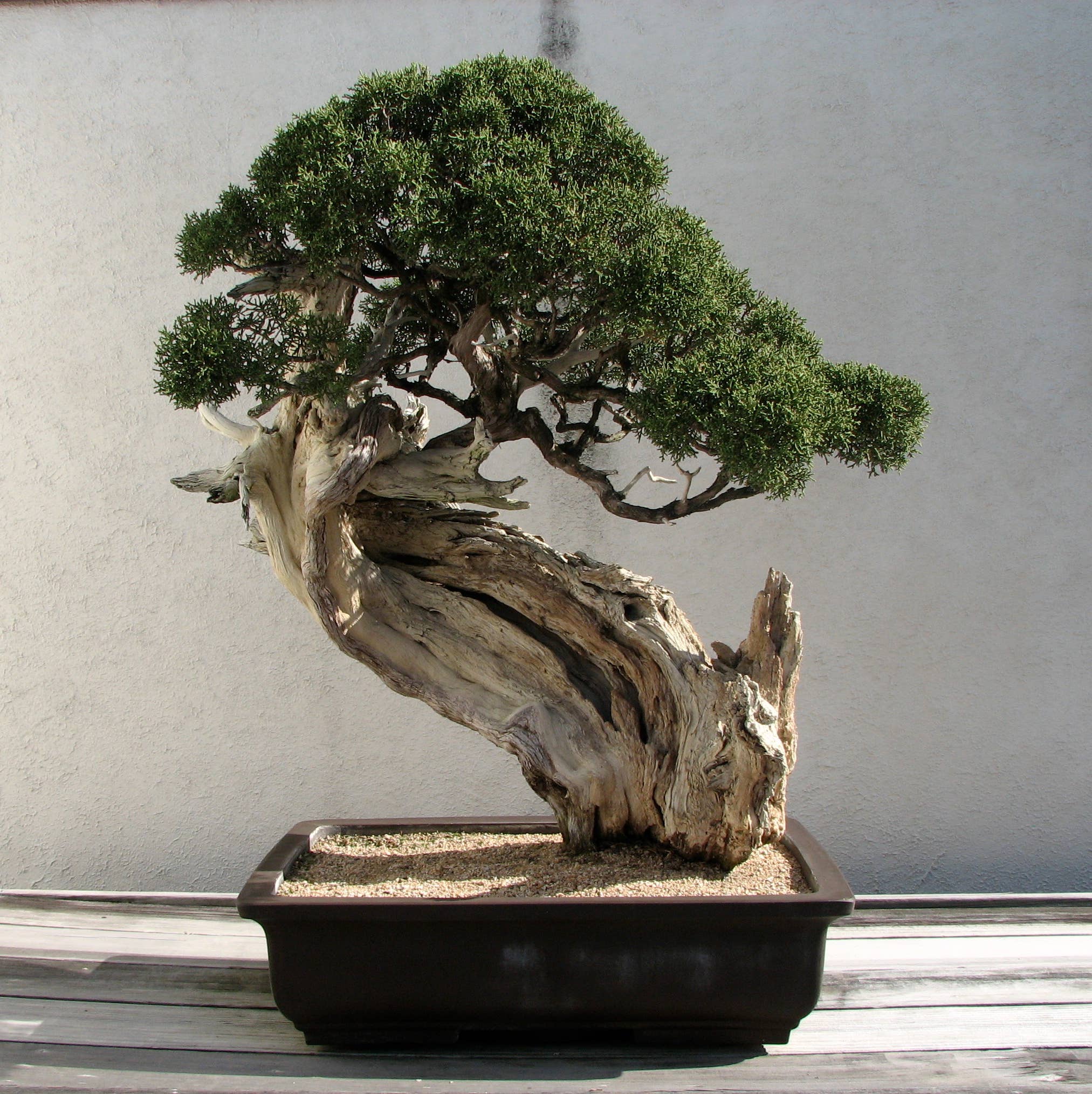 bonsai tree grow kit Grow Your Own Bonsai Tree Kit Chinese Juniper