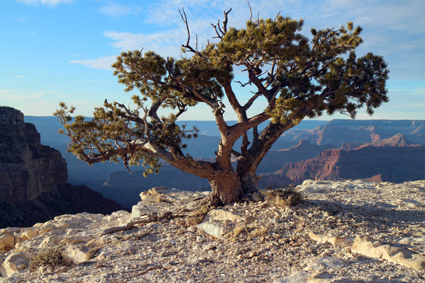 The Jonsteen Company - Piñon Pine | Seed Grow Kit