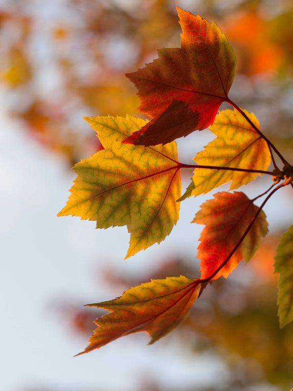 The Jonsteen Company - Red Maple | Seed Grow Kit