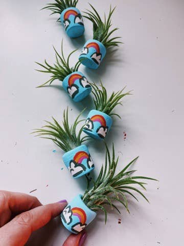 O'Berry's Succulents - Magic Rainbow Mini Planter Air Plant