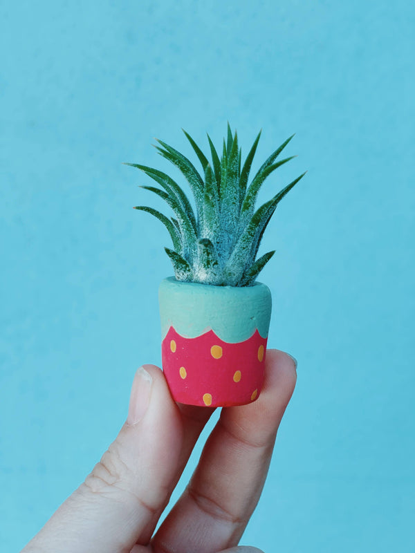 O'Berry's Succulents - Red Strawberry Mini Planter