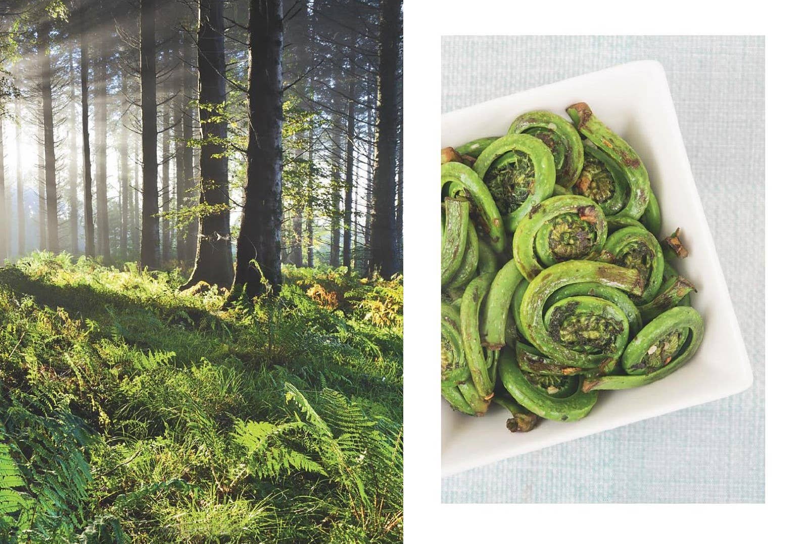Microcosm Publishing & Distribution - Ferns: Indoors - Outdoors - Growing - Crafting - 0