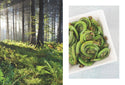 Microcosm Publishing & Distribution - Ferns: Indoors - Outdoors - Growing - Crafting