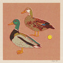 Caroline Clark - Mallard Ducks 12x12 Print