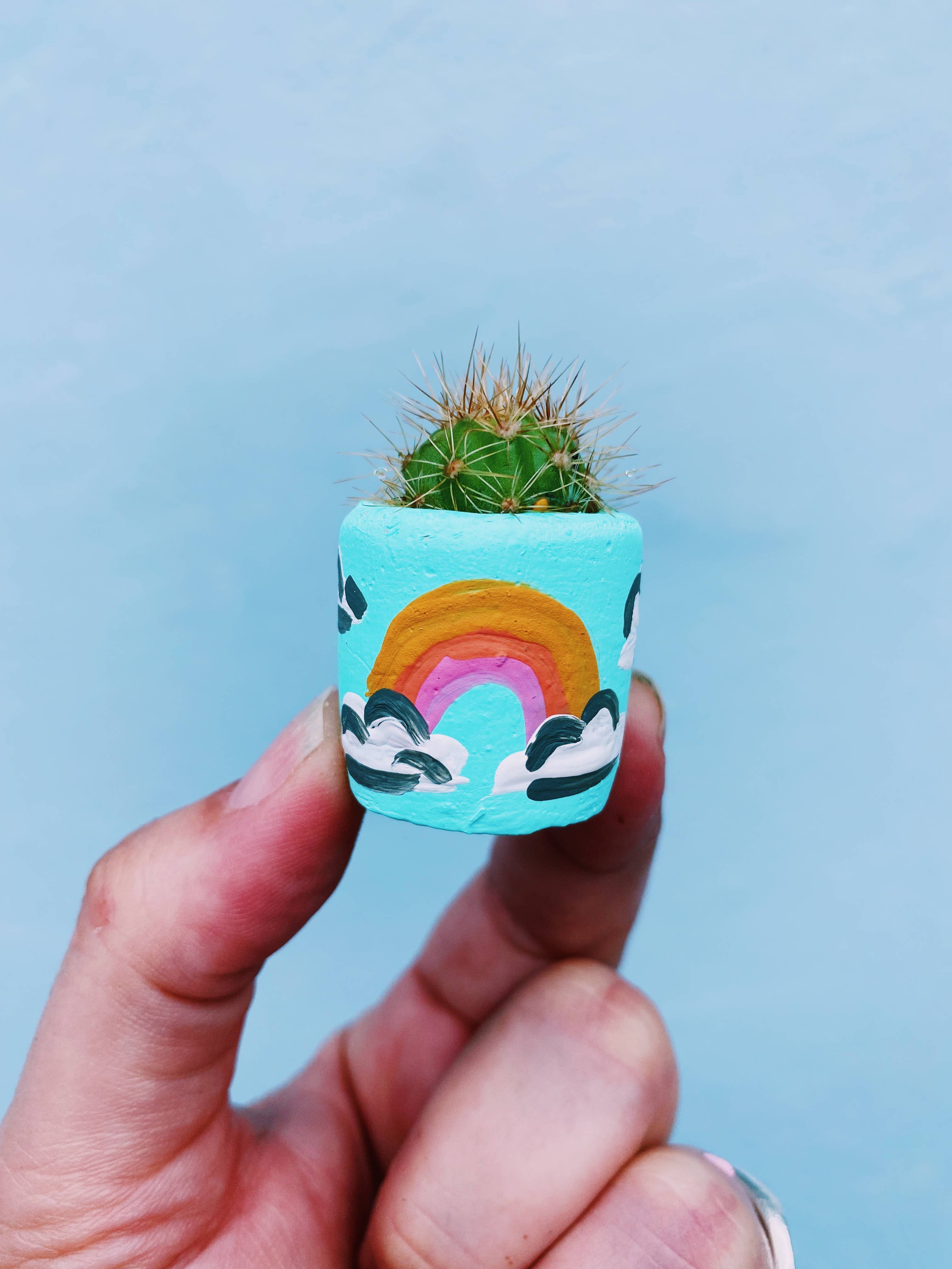 O'Berry's Succulents - Magic Rainbow Mini Planter Air Plant