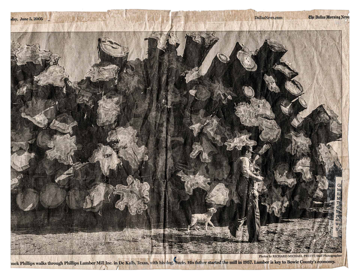 Learn More about Yellow Bald Cypress Here