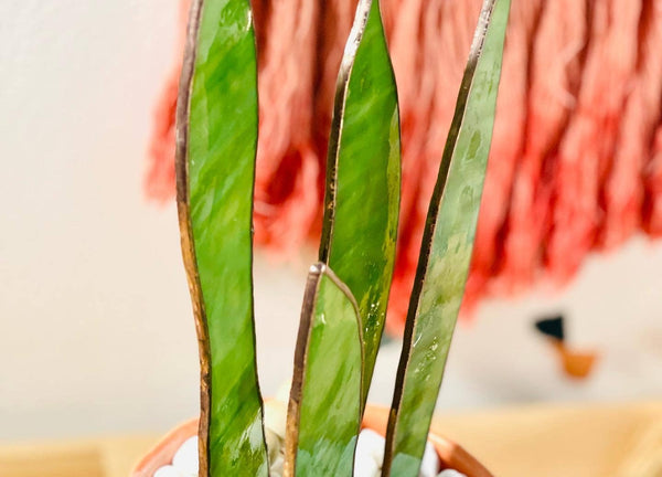 Samara Designs Studio - Stained Glass Snake Plant