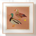 Caroline Clark - Mallard Ducks 12x12 Print