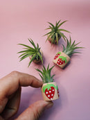 O'Berry's Succulents - Berry Cute Mini Plant Pot with Plant-4