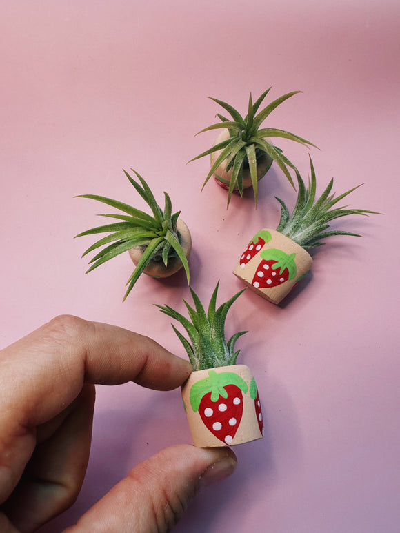 O'Berry's Succulents - Berry Cute Mini Plant Pot with Plant