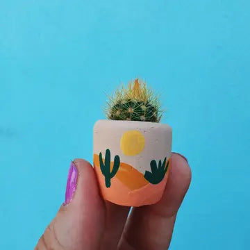 O'Berry's Succulents Air Plant Planters - 0