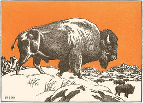 Found Image Press - Postcard WD-27 Bison