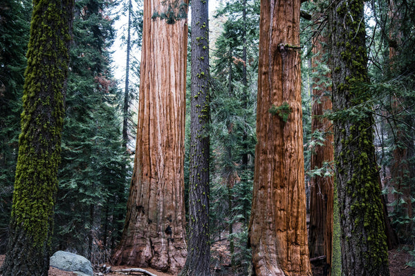 The Jonsteen Company - Giant Sequoia | Seed Grow Kit