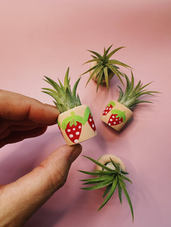 O'Berry's Succulents - Berry Cute Mini Plant Pot with Plant