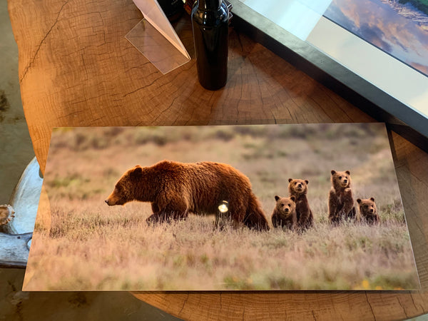 Bear and Cubs Wall Art