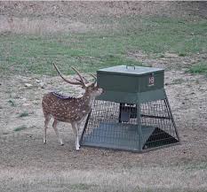 Deer Feeder