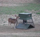 Deer Feeder